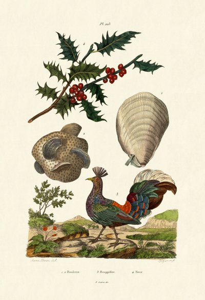 European Holly by French School